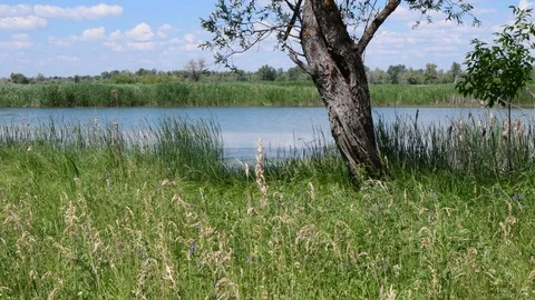 A green meadow with an old willow tree near a forest lake Video stock 111031624