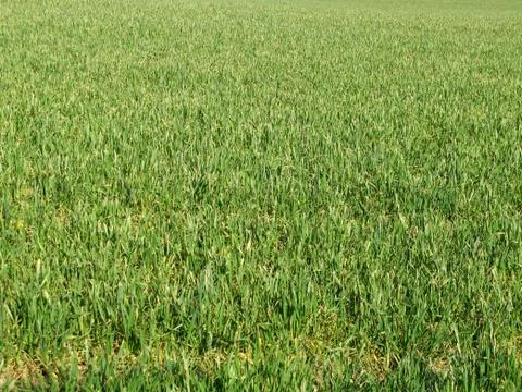 Green Meadow Stock Photos