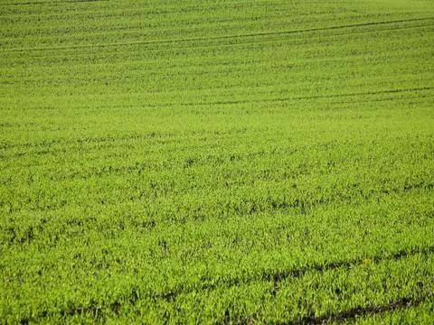 Green Meadow Stock Photos