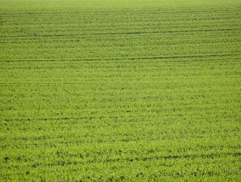 Green Meadow Stock Photos