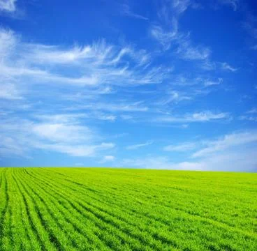 Green meadow Stock Photos