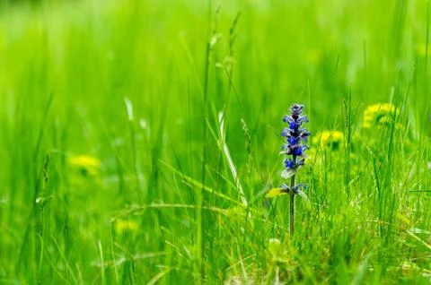 Green meadow Stock Photos