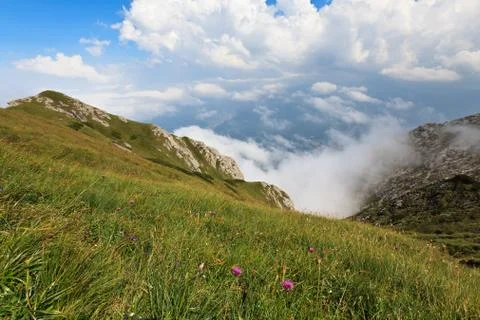 Green meadow Stock Photos