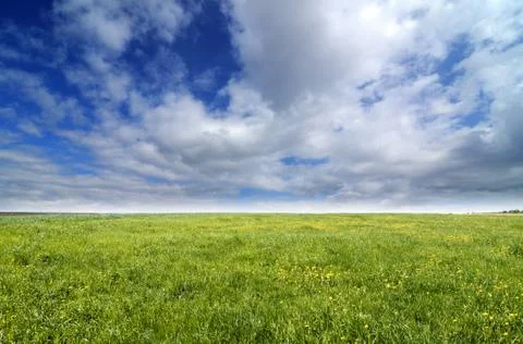 Green meadow Stock Photos