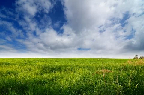 Green meadow Stock Photos