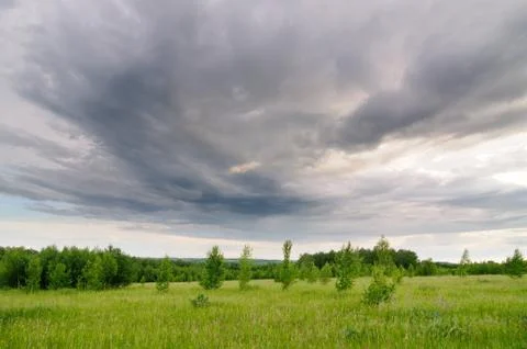 Green meadow Foto stock