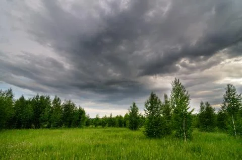 Green meadow Stock Photos