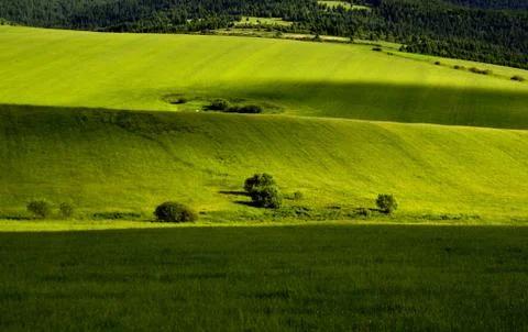 Green meadow Stock Photos