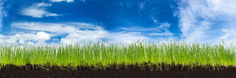 Green meadow Stock Photos