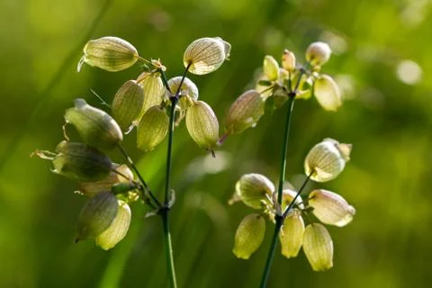 Green meadow Stock Photos