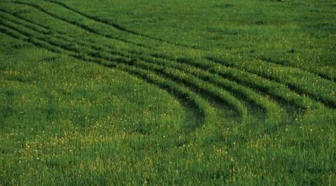 Green meadow Stock Photos