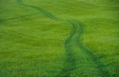 Green meadow Stock Photos