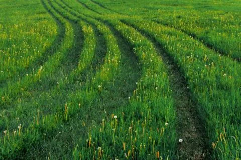 Green meadow Stock Photos