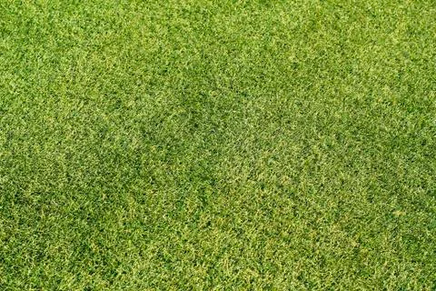 Green meadow Foto stock