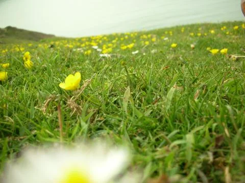 A green meadow Foto stock