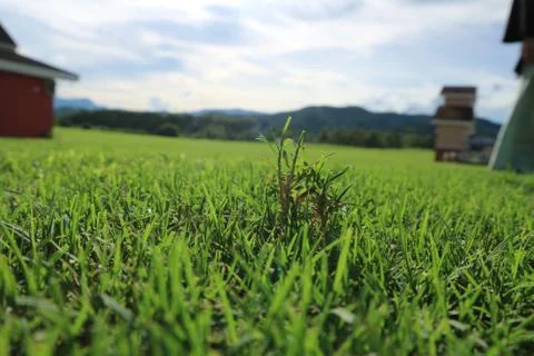 Green Meadow Foto stock