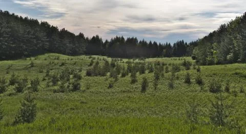 Green Meadow Stock Photos