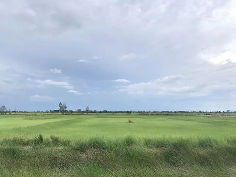 Green meadow Stock Photos
