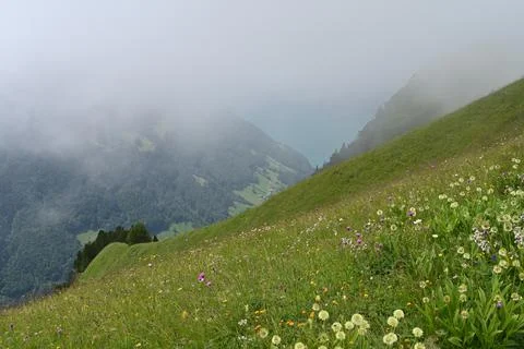 Green meadow Stock Photos
