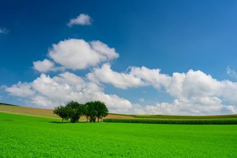 Green Meadow Stock Photos