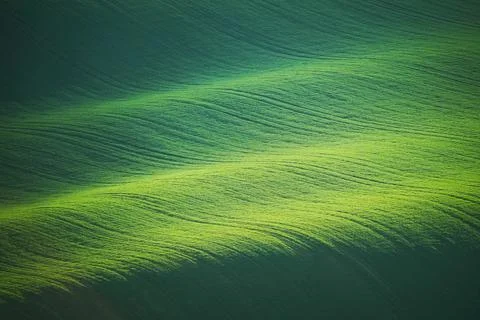 Green meadow Stock Photos