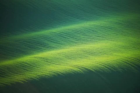 Green meadow Foto stock