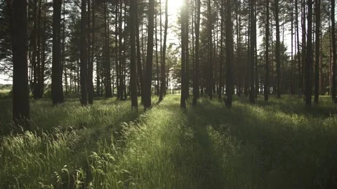 A green meadow in a pine tree forest with golden evening sun in the background Stock Footage 161153333