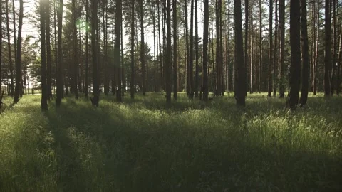 A green meadow in a pine tree forest with golden evening sun in the background Stock Footage 161153366