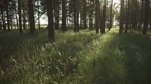 A green meadow in a pine tree forest with golden evening sun in the background Stock Footage 161153392