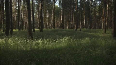 A green meadow in a pine tree forest in golden evening sun Stock-Footage 161153393