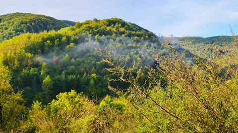 Green Meadow Serenity Stock Footage 292862505