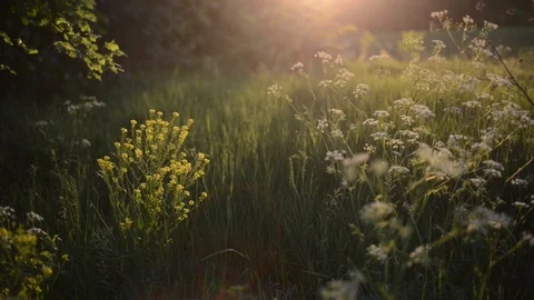 Green Meadow In The Setting Sun Stock Footage 100686440
