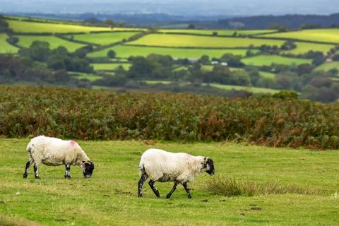 A green meadow with sheep bordered by trees and a patchwork of hilly green meado Stock Photos