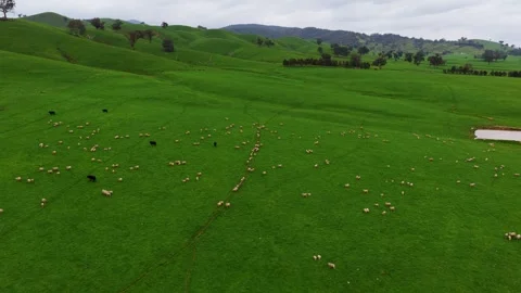 Green Meadow With Sheeps Grazing, Drone 6K Stock-Footage 335612957
