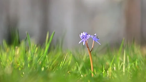 Green meadow with single small blue flower Video stock 267011025
