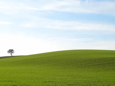 Green meadow with single tree Stock Photos