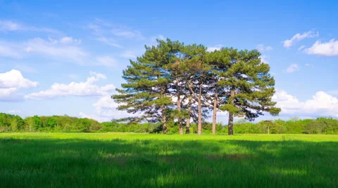 Green Meadow with Six Pines Видео 63154406