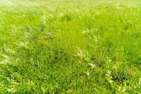 Green meadow in spring for backgrounds Foto stock