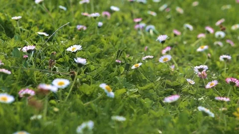 Green meadow with spring flowers in the wind Stock Footage 88827612