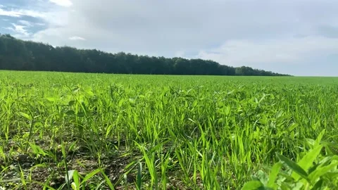 Green meadow in summer with a light wind Stock Footage 159704541