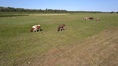 On a green meadow surrounded by forest cows are chewing fresh grass.Good weather Stock Footage 105963848