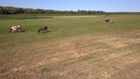 On a green meadow surrounded by forest cows are chewing fresh grass.Good weather Stock Footage 105963850