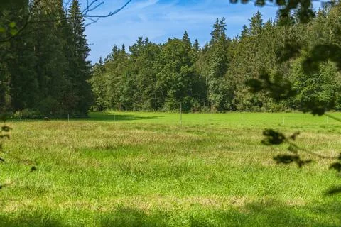 Green Meadow Surrounded By The Forest Stock Photos