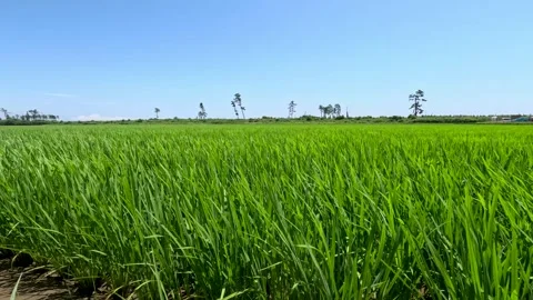 Green meadow swaying in the wind Stock Footage 249310919