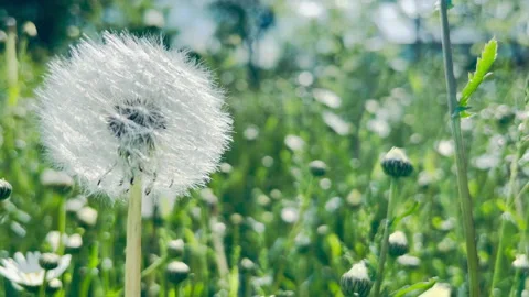 Green meadow with tall grass in middle of forest. Stock Footage 201467941