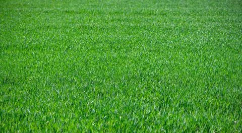 Green meadow texture. Grass macro background. Natural grass pattern. Vegetati Stock Photos