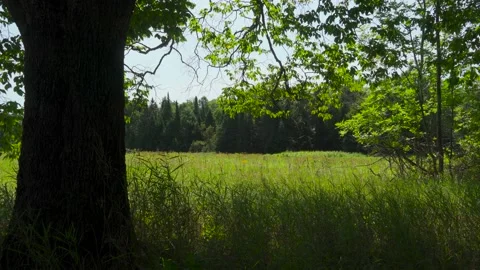 Green Meadow with Tree Stock Footage 166593439
