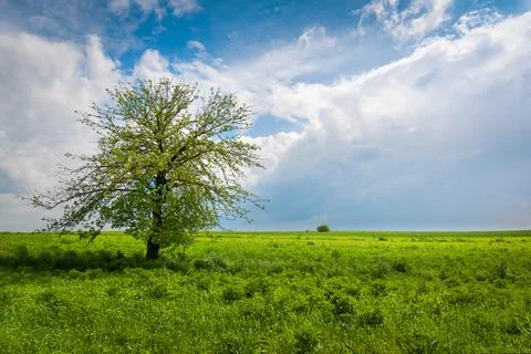 Green meadow with a tree Stock Photos