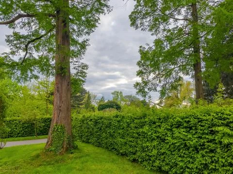 Green meadow trees and clouds landscape in spring Stock-Fotos