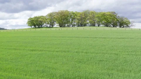 A green meadow with trees Stock-Footage 154658795